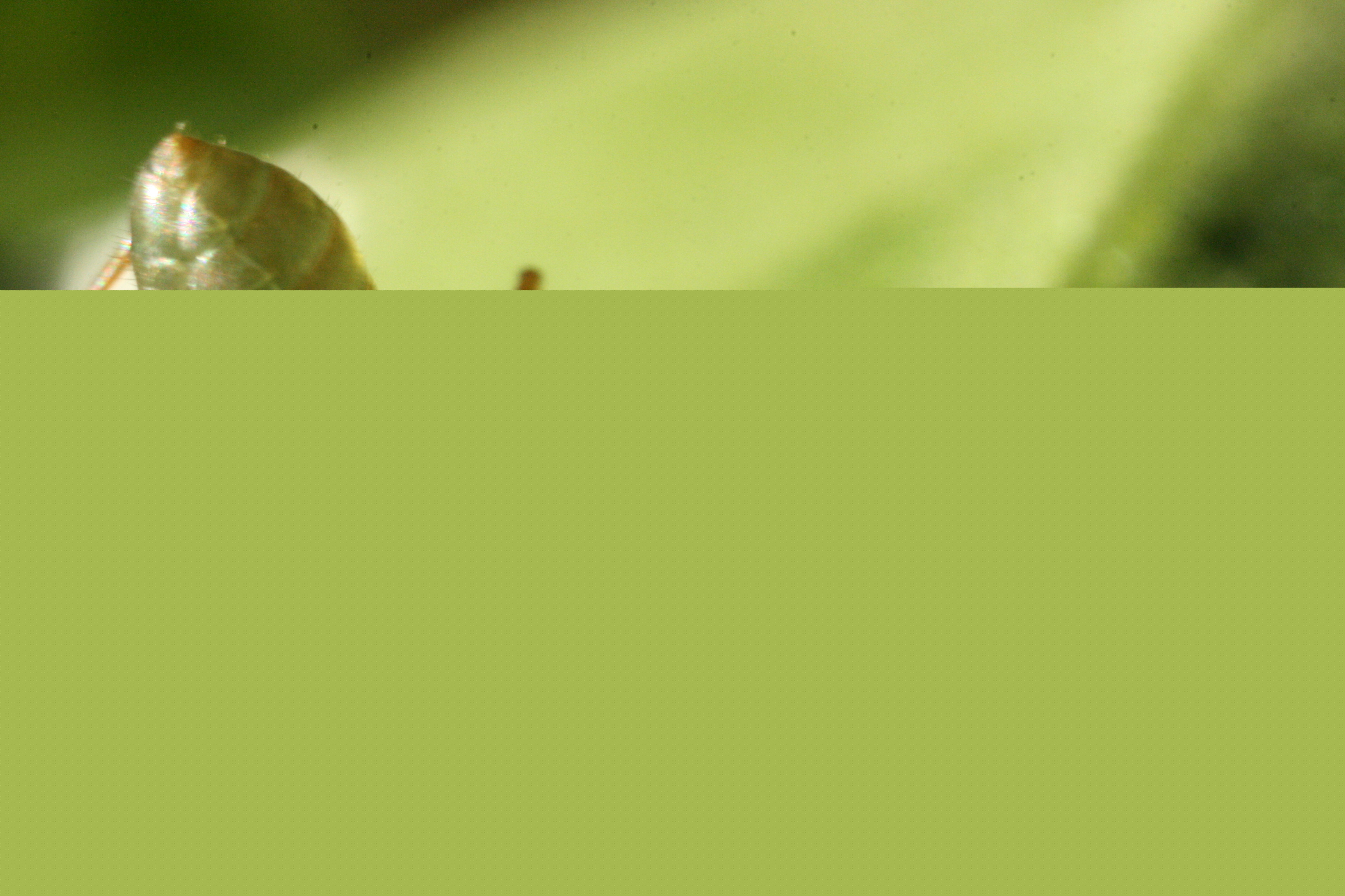 Green tree ant (Oecophylla smaragdina) at close range. Public domain photograph by Lepidlizard, Wikimedia Commons.